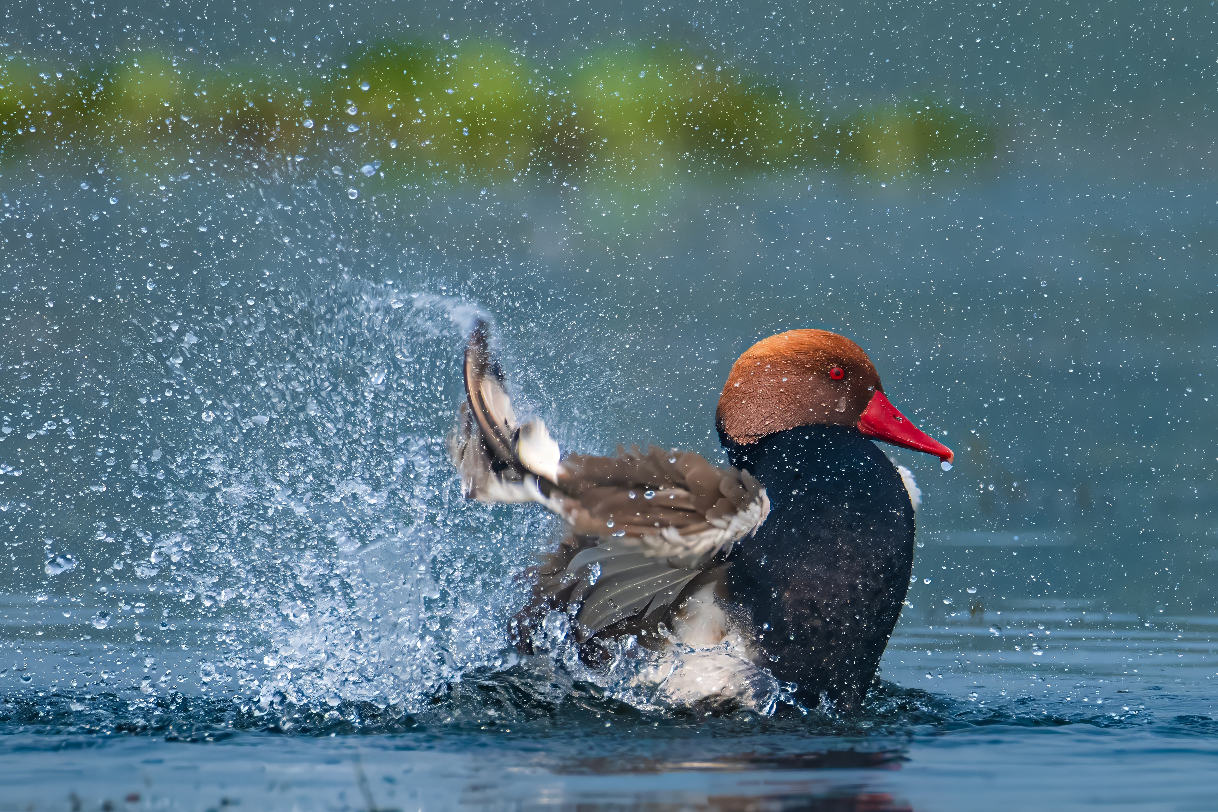 Red Crested Pochard