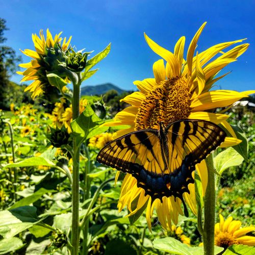 Sun Fly